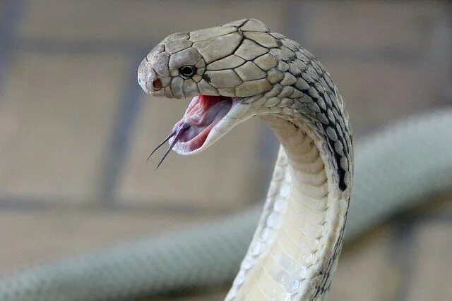 Профиль змеи фото Фотокарточки Референсы от УиТ - 27 альбомовъ Snake, King cobra, Serpent snake