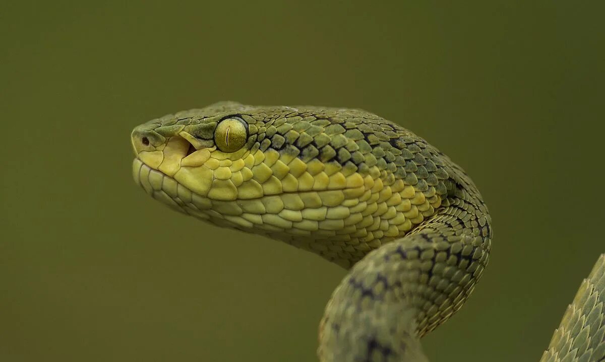 Профиль змеи фото File:Bamboo pit viper - head profile.jpg - Wikipedia