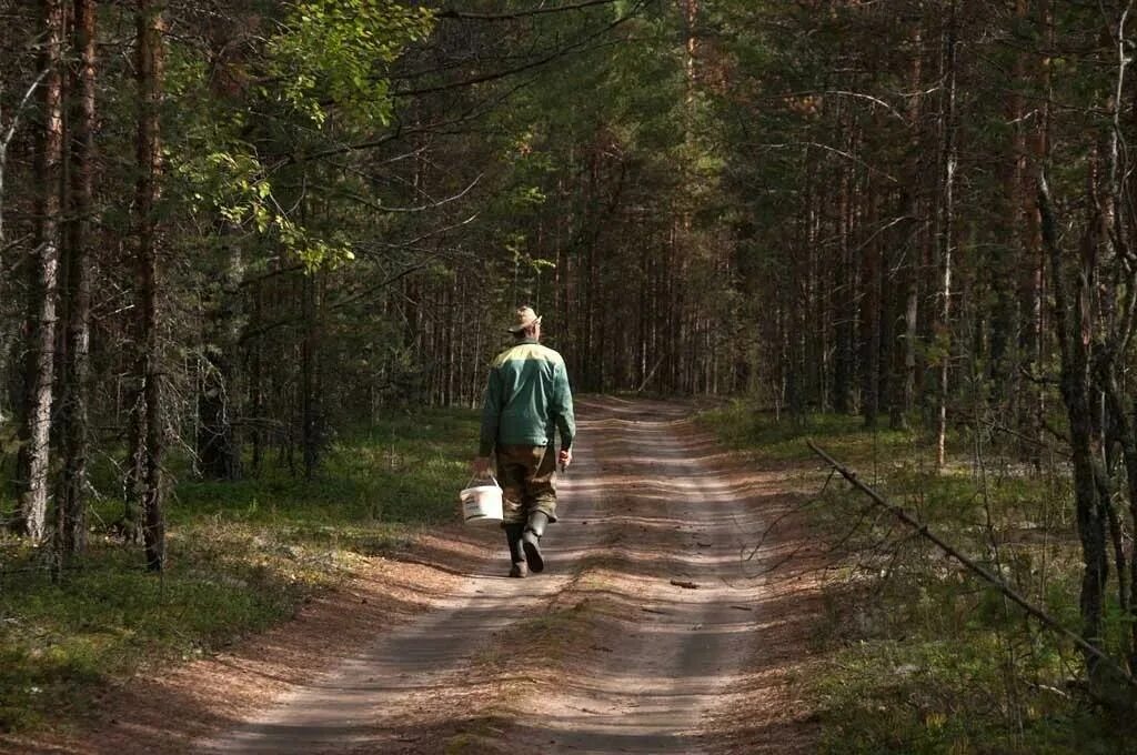 Прогулка по лесу фото Памятка для тех, кто собрался в лес - Приволжская правда