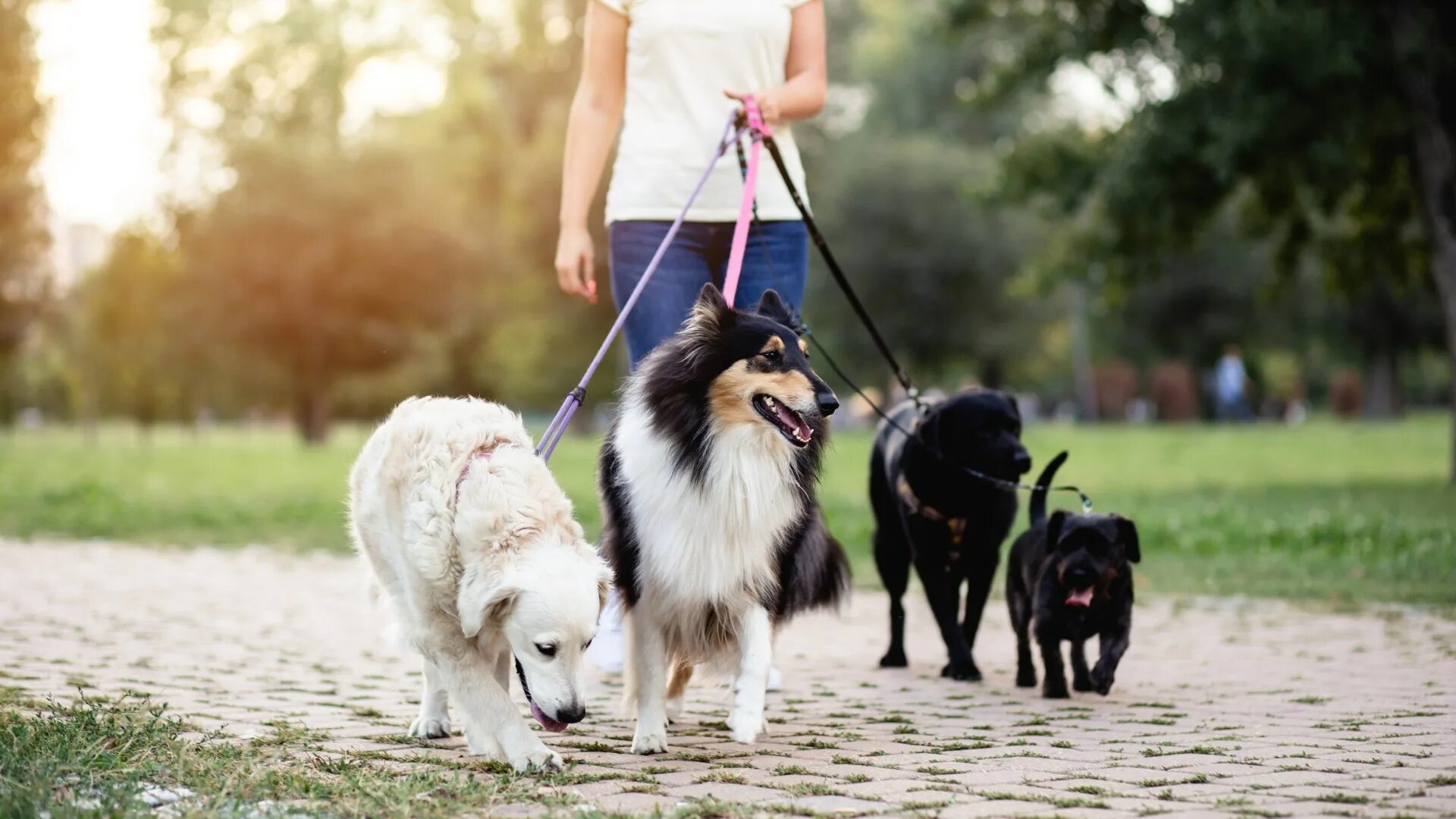 Прогулка с собакой фото 12 Best Dog Leads 2022 The Sun UK