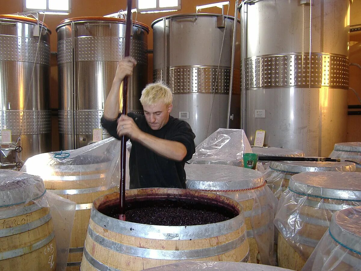 Производство вина фото Fichier:Pigeage in a wine barrel.jpg - Wikipédia