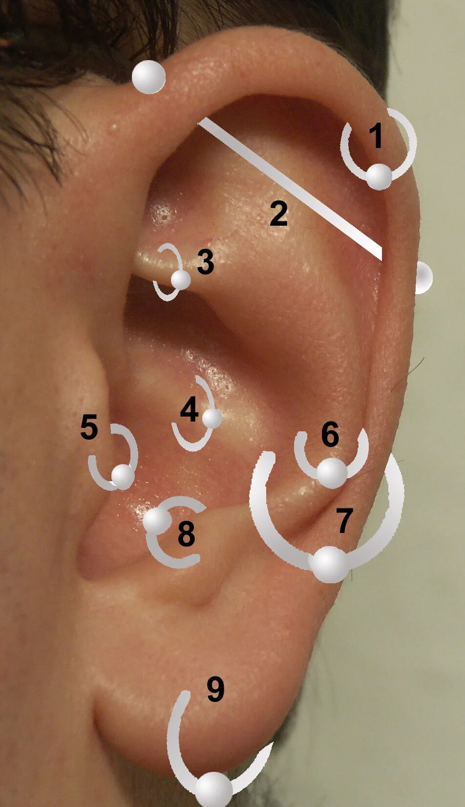 Прокалывание ушей фото Файл:Positions of earrings.jpg - Википедия