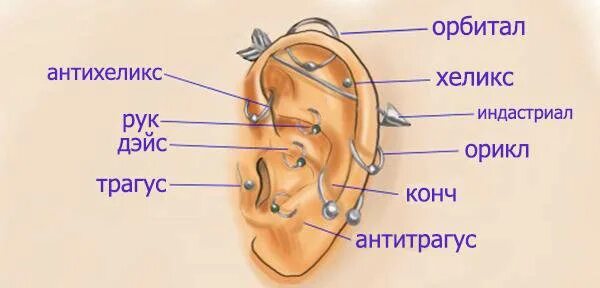 Прокол ушей как называется все виды фото Неактивно