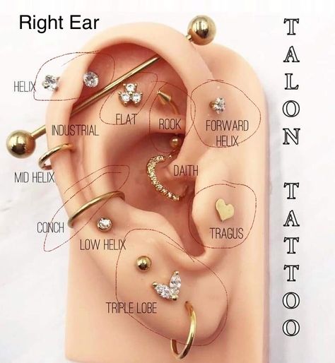 Прокол ушей как называется все виды фото Ultimate Ear Piercings Placement Chart with Names