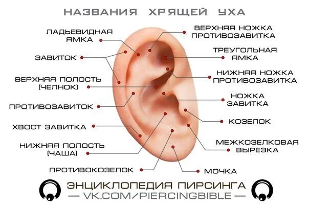 Проколы уха названия с фото Излюбленным проколом был и остается пирсинг хрящика, но... Мало кто знает скольк