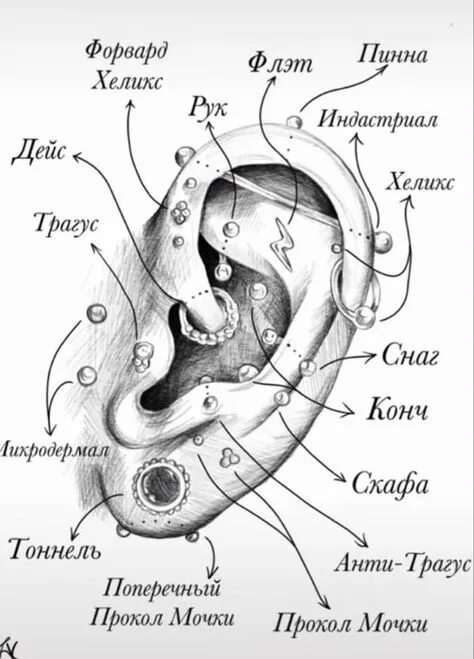 Проколы уха названия с фото 10 популярных идей на тему "сережки на все ухо" для вдохновения