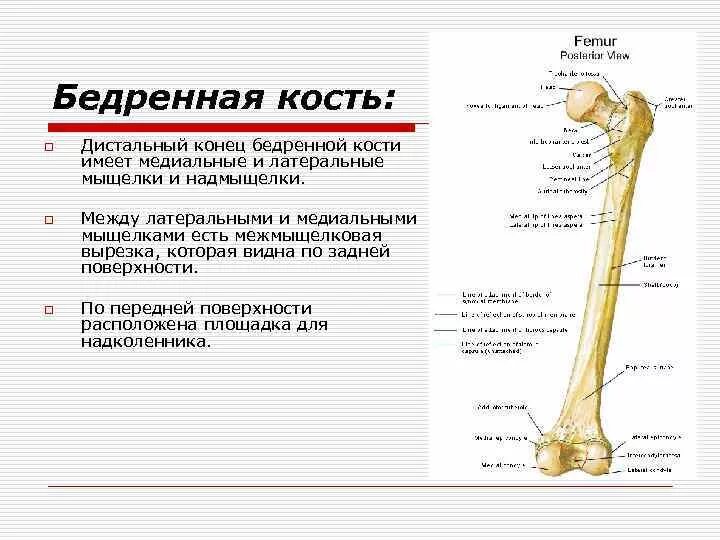 Проксимальный отдел бедренной кости фото Образование бедренной кости