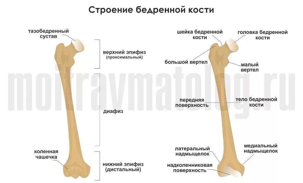 Проксимальный отдел бедренной кости фото Лечение перелома шейки бедра: Тазобедренный сустав. Все о переломе шейки бедра, 