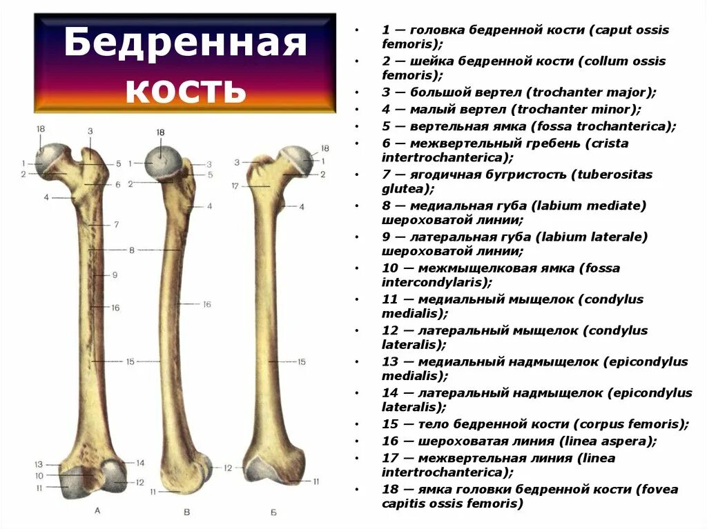 Проксимальный отдел бедренной кости фото Картинки ЧЕМ ОБРАЗОВАНЫ СТЕНКИ ТРУБКИ БЕДРЕННОЙ КОСТИ