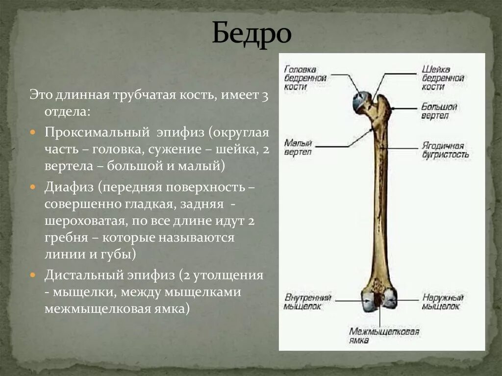 Проксимальный отдел бедренной кости фото Бедренная кость какой отдел