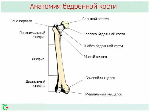 Проксимальный отдел бедренной кости фото Бедренная кость: анатомия, строение, где находится, фото