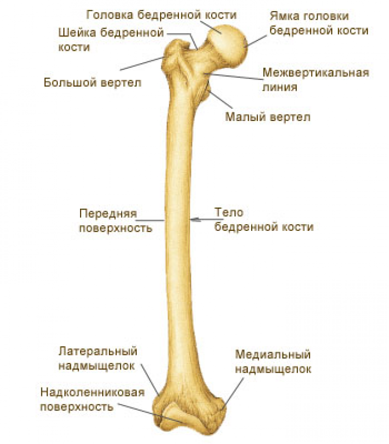 Проксимальный отдел бедренной кости фото Бедренная кость тип кости