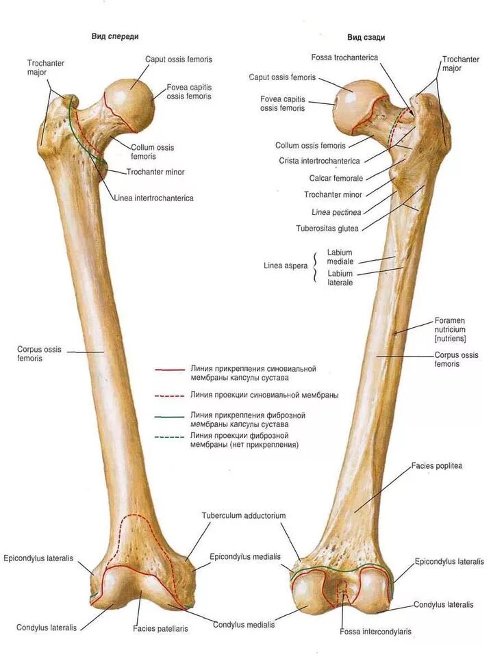 Проксимальный отдел бедренной кости фото Anatomy bones, Human anatomy and physiology, Human bones anatomy