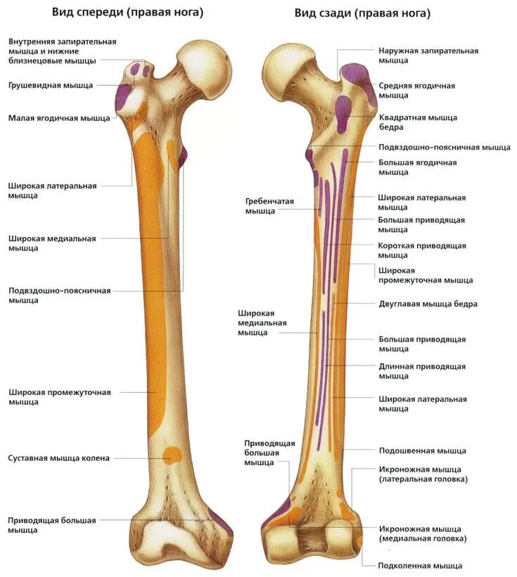 Проксимальный отдел бедренной кости фото Пин от пользователя Woodley Romulus на доске Anatomy Art Холистическая медицина,