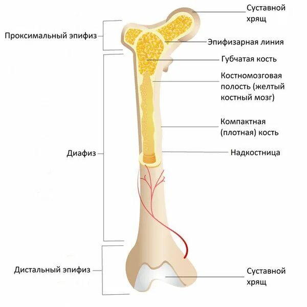 Проксимальный отдел бедренной кости где находится фото Гипопитуитаризм: причины, симптомы и лечение в статье эндокринолога Бабинцева М.