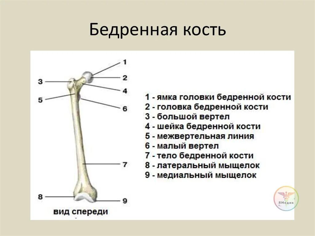 Проксимальный отдел бедренной кости где находится фото Бедренная кость обладает способностью расти вширь. Этот процесс запускается тогд