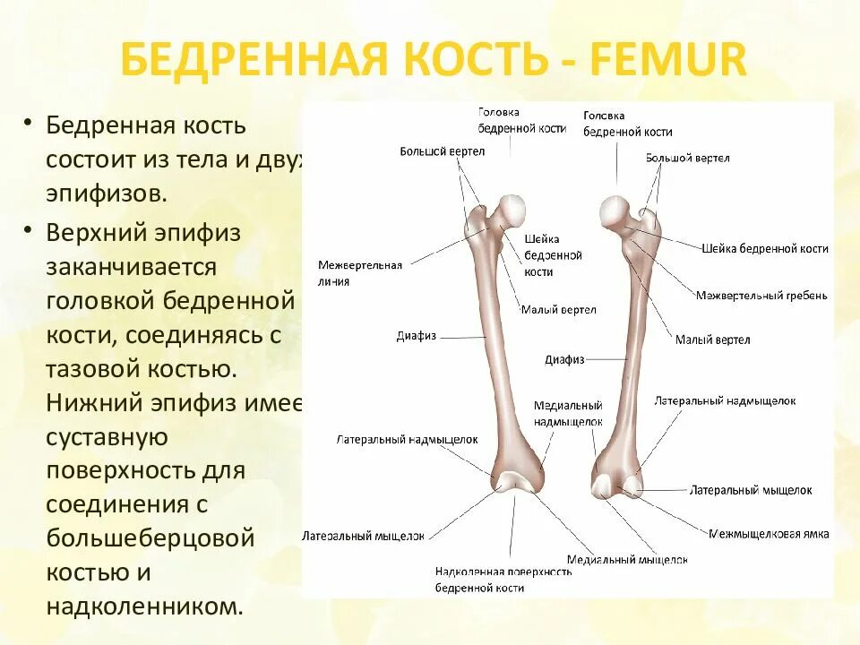 Проксимальный отдел бедренной кости где находится фото Соединения костей скелета верхней конечности: найдено 79 изображений