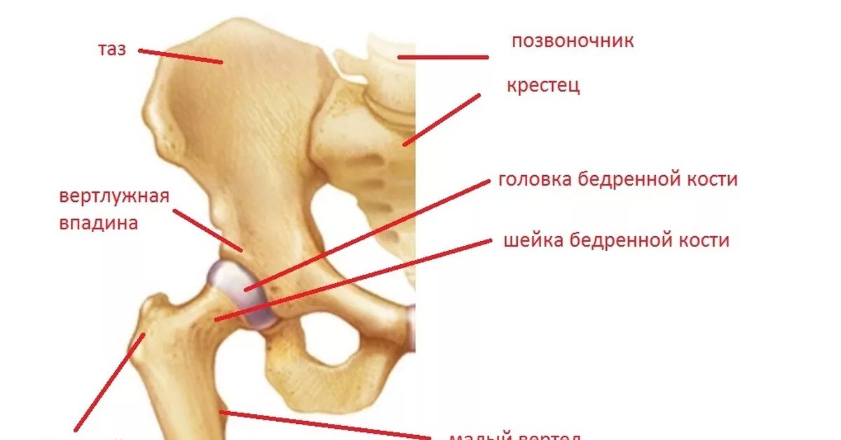 Проксимальный отдел бедренной кости где находится фото Переломы проксимального отдела бедренной кости Пикабу