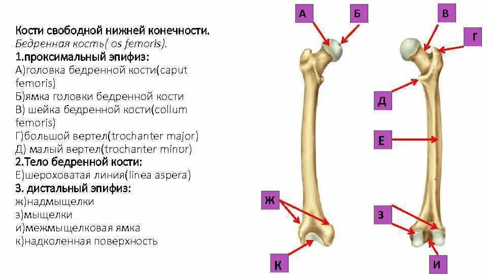 Проксимальный отдел бедренной кости где находится фото Скелет нижних конечностей Скелет нижних конечностей свободной