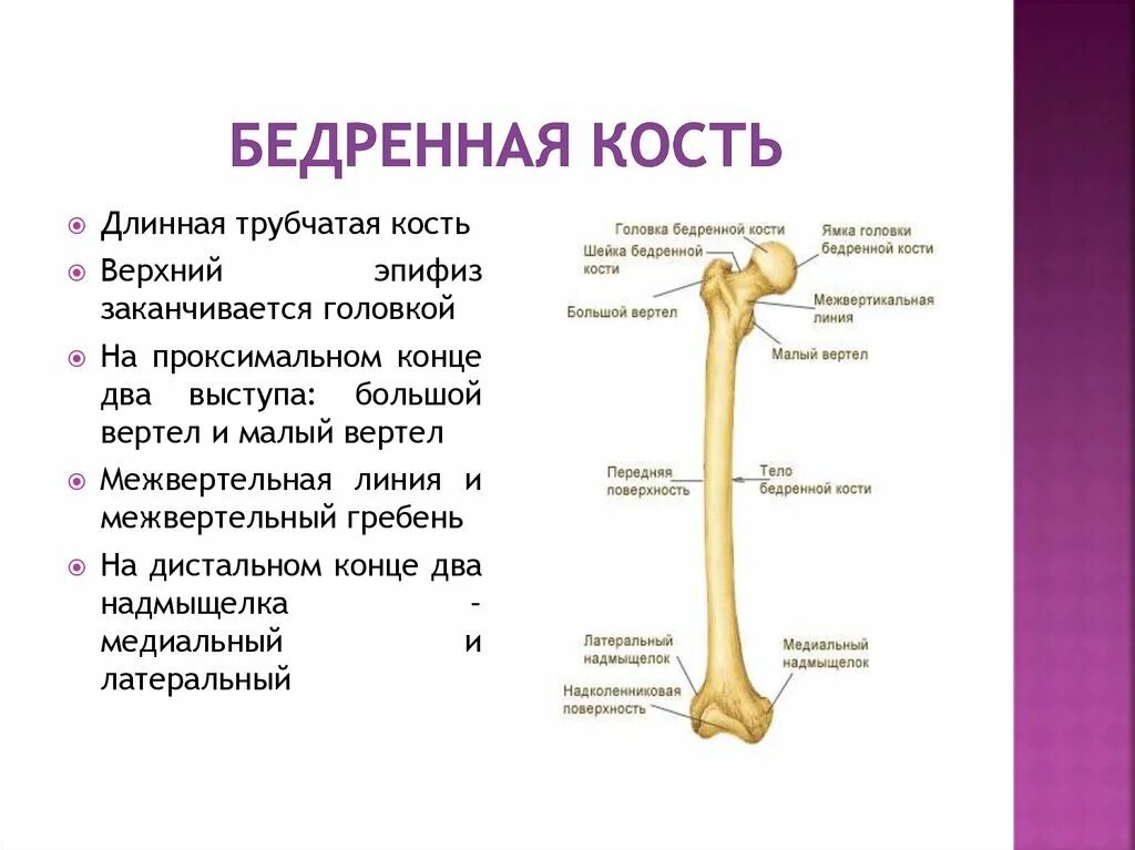 Проксимальный отдел бедренной кости где находится фото Бедренная кость человека анатомия рисунок