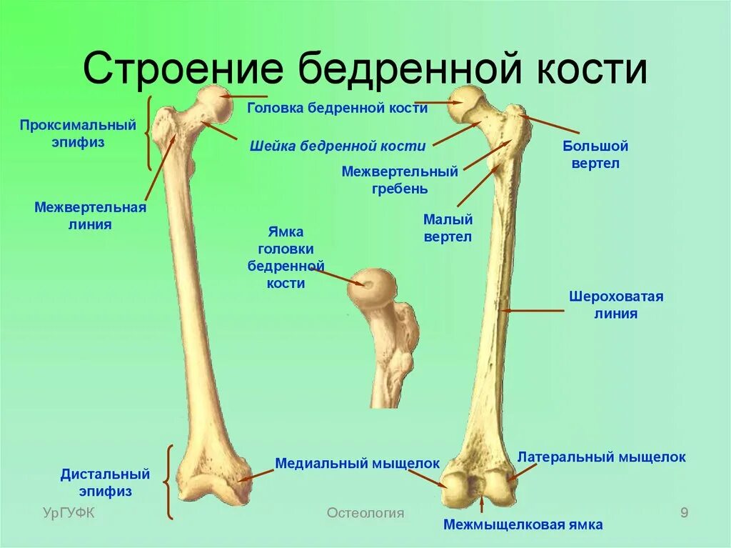 Проксимальный отдел бедренной кости где находится фото Дистальный отдел мышц