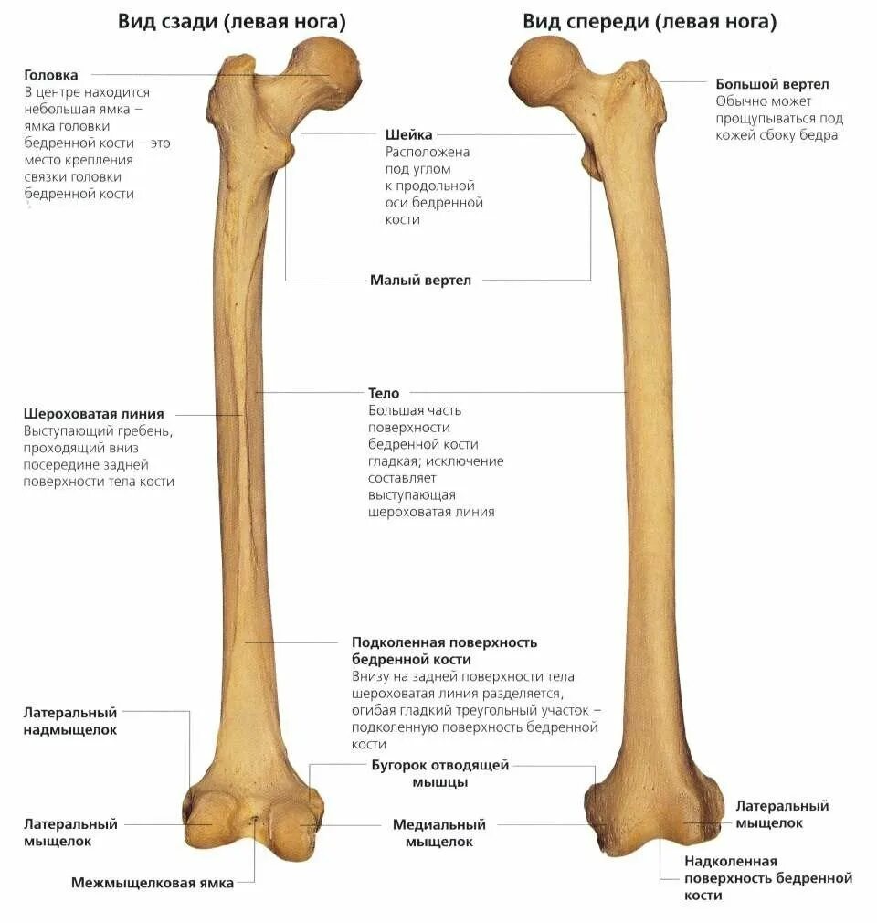 Проксимальный отдел бедренной кости где находится фото 15 невероятных фактов о костях, которые вы почти наверняка не знали