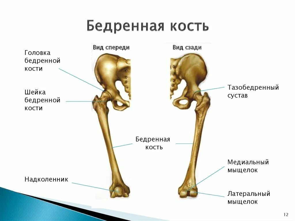 Проксимальный отдел бедренной кости где находится фото Покажи тазобедренную кость