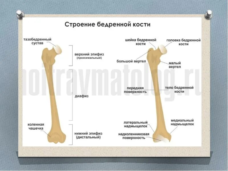 Проксимальный отдел бедренной кости где находится фото Перелом бедренной кости