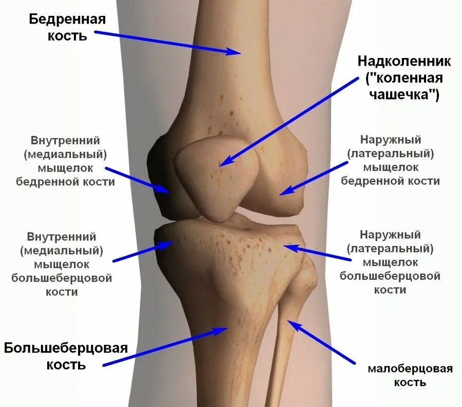 Проксимальный отдел большеберцовой кости фото Повреждения и разрывы передней крестообразной связки