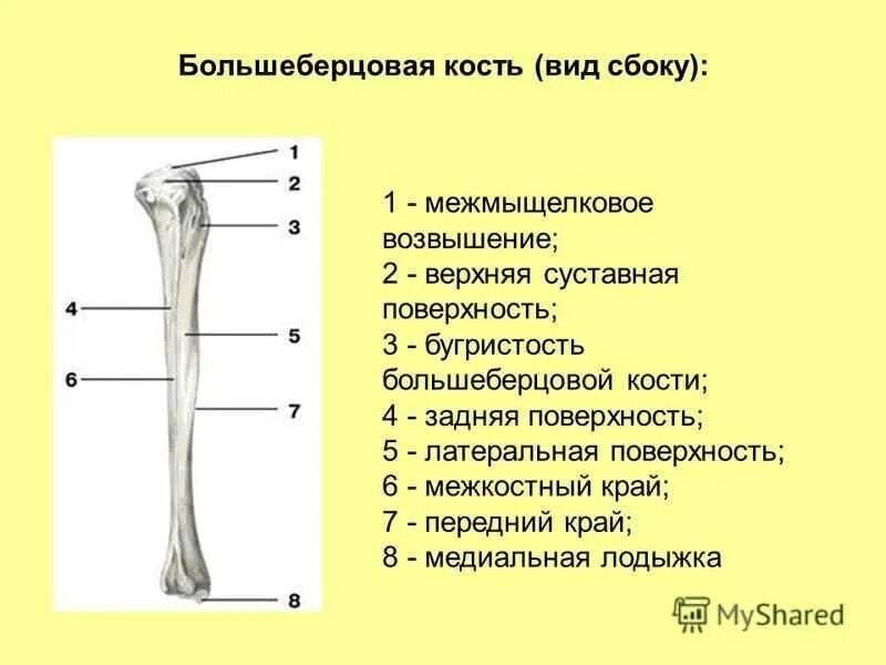 Проксимальный отдел большеберцовой кости фото Головка большеберцовой кости: строение и функции