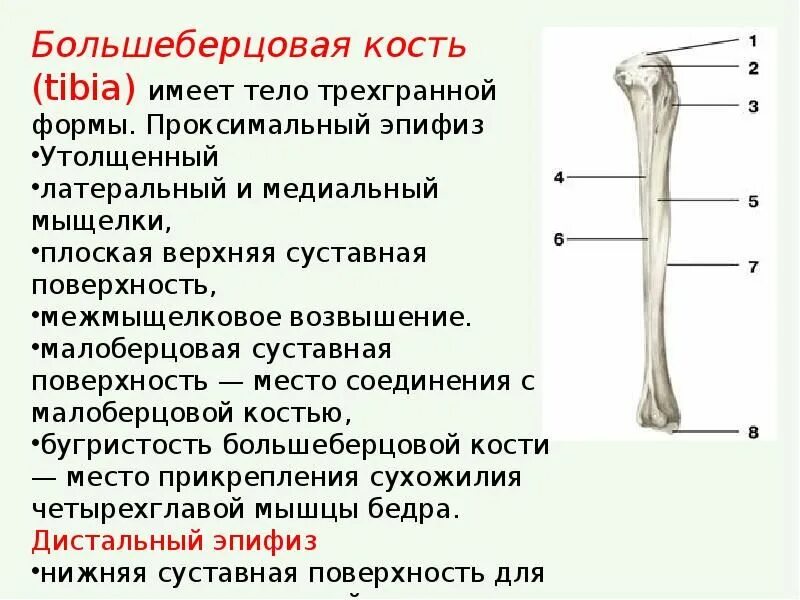 Проксимальный отдел большеберцовой кости фото Пин на доске егэ Уроки биологии, Биология, Анатомия уроки