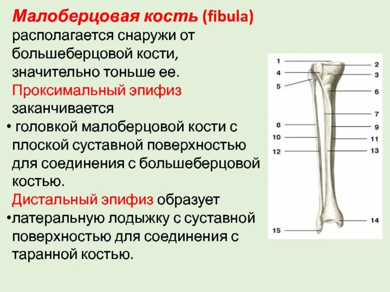 Проксимальный отдел большеберцовой кости фото Картинки БОЛЬШЕБЕРЦОВАЯ КОСТЬ ОТЗЫВЫ