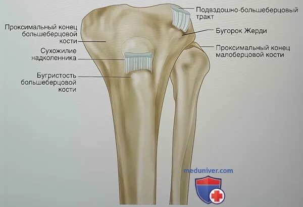 Проксимальный отдел большеберцовой кости фото Показания для забора костного трансплантата из проксимального метафиза большебер