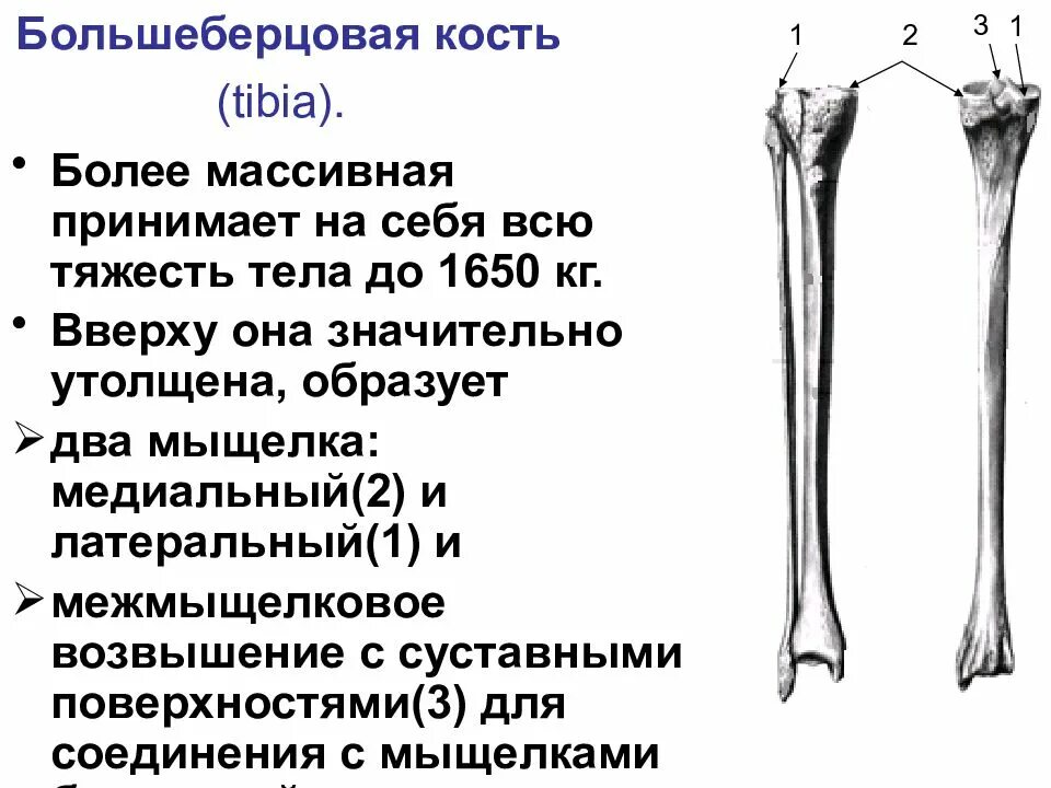 Проксимальный отдел большеберцовой кости где находится фото Большеберцовая кость где находится у человека фото: найдено 90 изображений