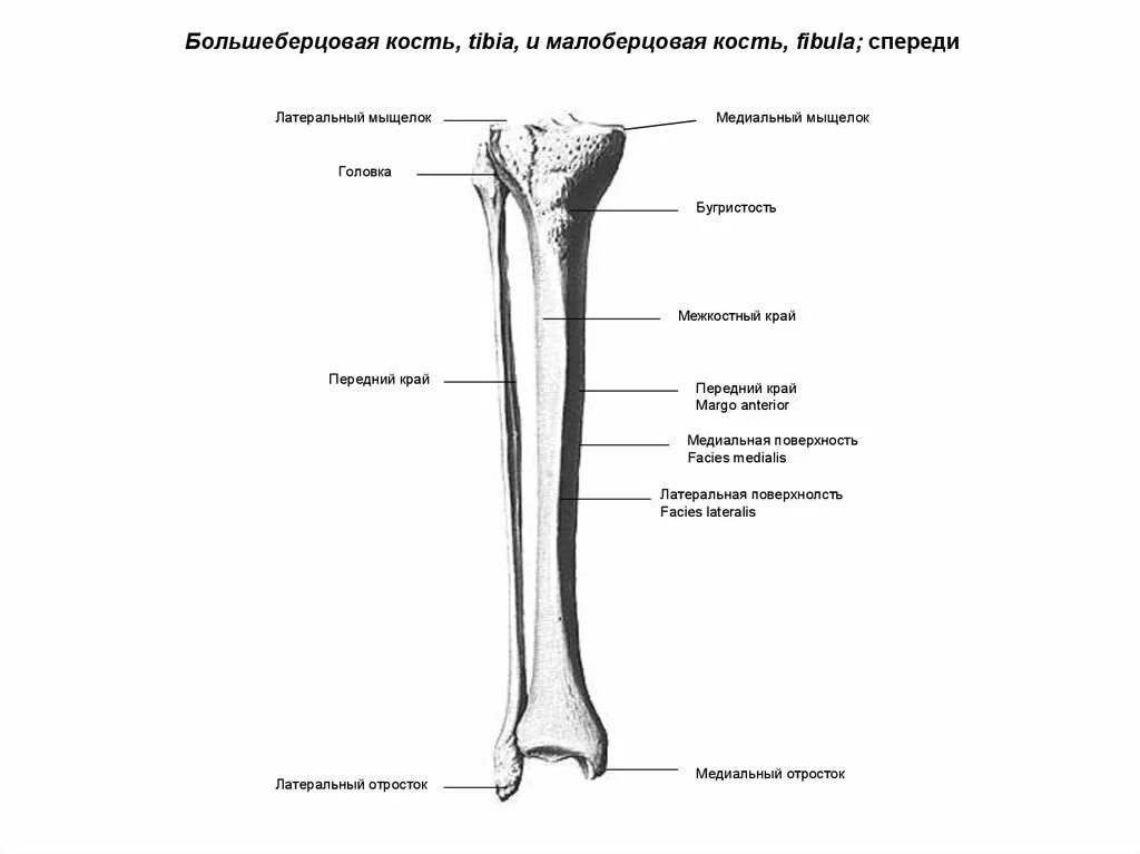 Проксимальный отдел большеберцовой кости где находится фото Картинки БОЛЬШЕБЕРЦОВАЯ КОСТЬ МАЛОБЕРЦОВАЯ КОСТЬ ТАРАННАЯ КОСТЬ