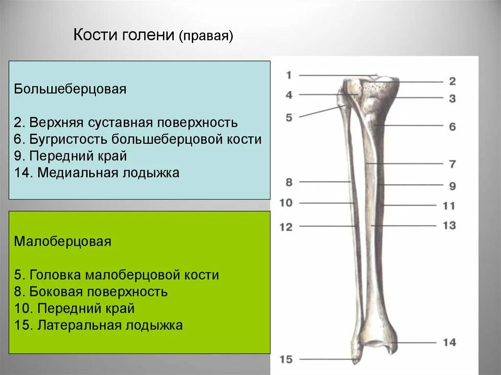 Проксимальный отдел большеберцовой кости где находится фото Верхней трети большеберцовой кости