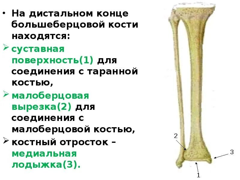 Проксимальный отдел большеберцовой кости где находится фото Дистальные и проксимальные конечности: найдено 78 изображений