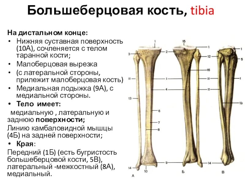 Проксимальный отдел большеберцовой кости где находится фото Картинки БОЛЬШЕБЕРЦОВАЯ КОСТЬ МАЛОБЕРЦОВАЯ КОСТЬ ТАРАННАЯ КОСТЬ