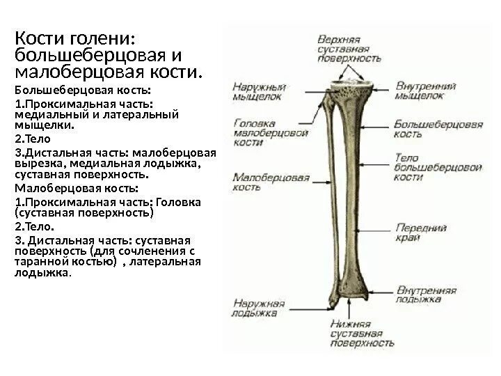 Проксимальный отдел большеберцовой кости где находится фото Картинки БЕРЦОВАЯ КОСТЬ ПОДВИЖНАЯ ИЛИ НЕТ