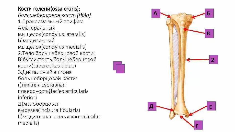 Проксимальный отдел большеберцовой кости где находится фото Картинки БОЛЬШЕБЕРЦОВАЯ КОСТЬ ОТЗЫВЫ