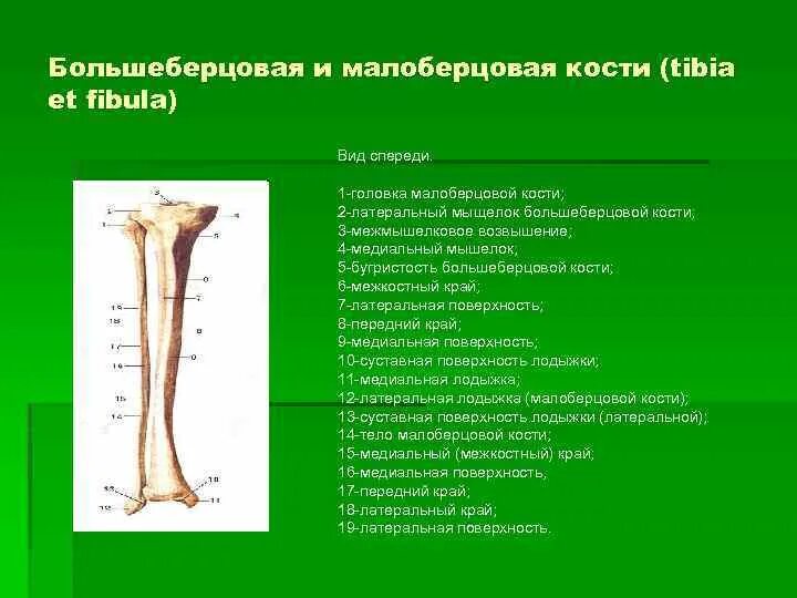 Проксимальный отдел большеберцовой кости где находится фото Большеберцовая кость где находится у человека фото: найдено 90 изображений