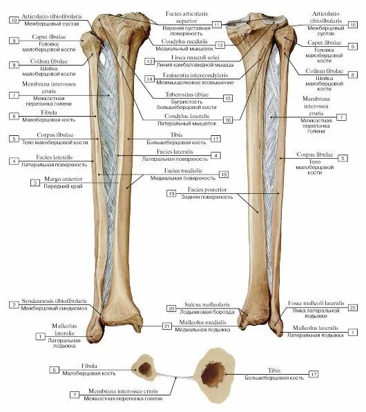 Проксимальный отдел большеберцовой кости где находится фото СИСТЕМА СОЕДИНЕНИЯ КОСТЕЙ Биология, Медицина, Анатомия и физиология