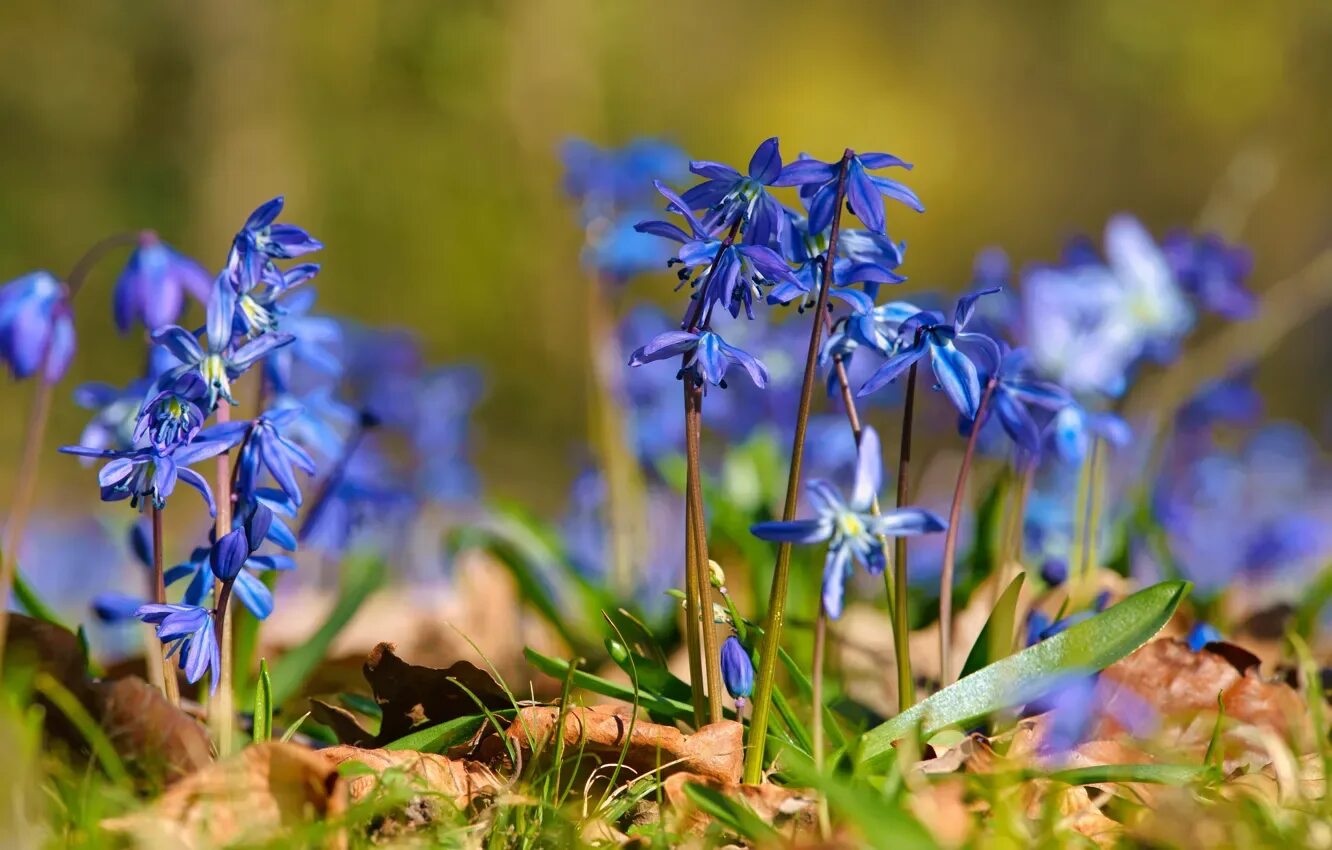 Пролеска фото цветов Wallpaper leaves, flowers, nature, glade, spring, blue, bokeh, blurred backgroun