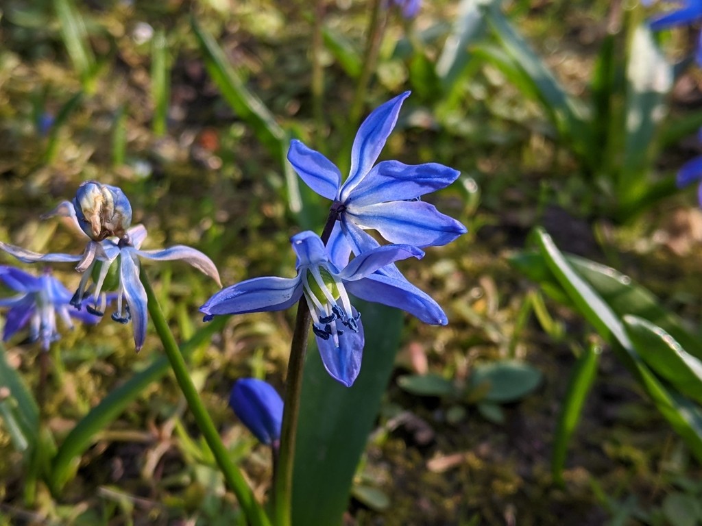 Пролеска сибирская фото Scilla siberica фото - Arhids.ru