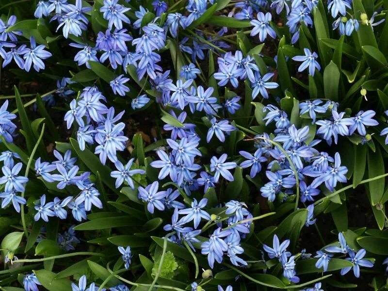 Пролеска сибирская фото Pin on Early Spring Blooming Flowers in SW Idaho