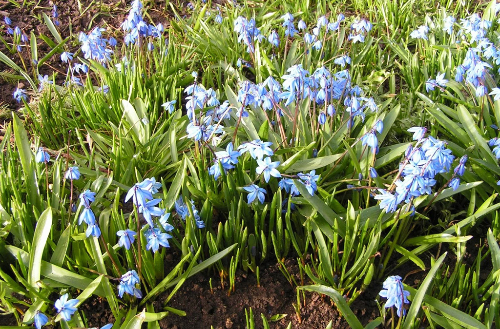 Пролеска сибирская фото Пролеска сибирская, или сцилла (лат. Scilla siberica)