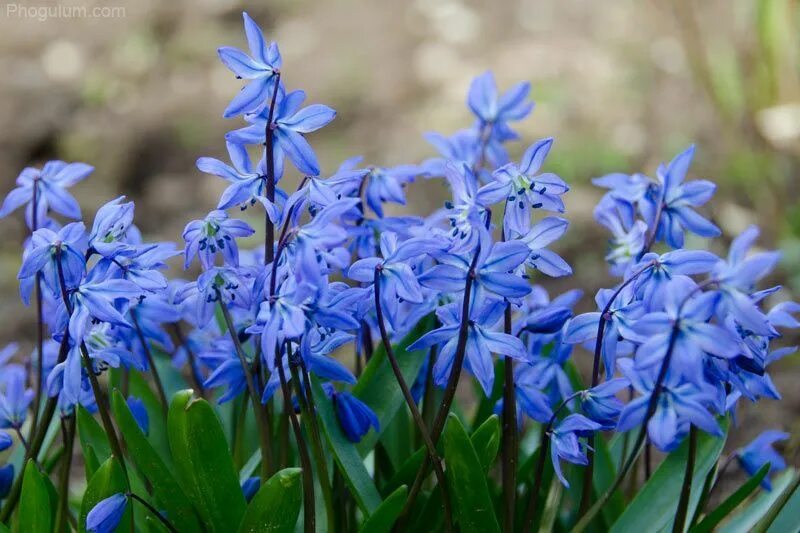 Пролеска сибирская фото Pin by august sneeze on Lockscreen Early spring flowers, Garden bulbs, Spring fl