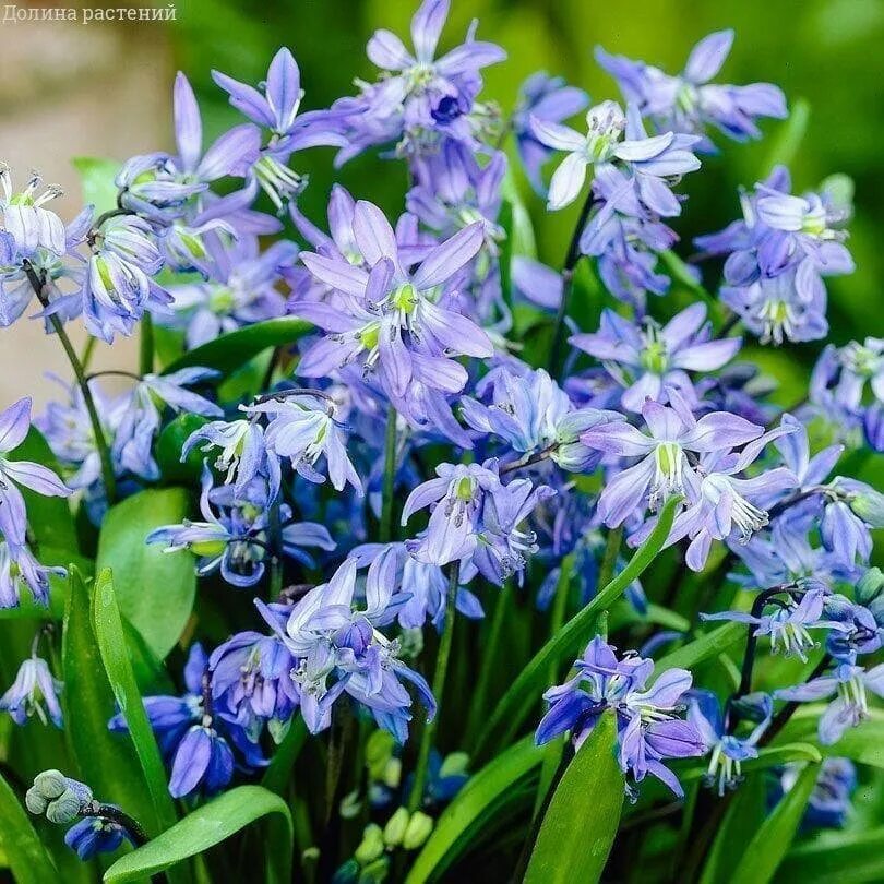 Пролеска сибирская фото 3 класс Мускари Дарк Айс (5 луковиц). Holland Bulbs (Голландия) - купить в интернет-мага