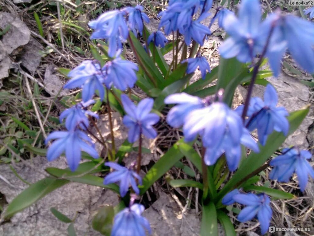 Пролеска сибирская фото 3 класс окружающий мир Пролеска сибирская (Scilla siberica) - "Кусочек неба...:)))" отзывы