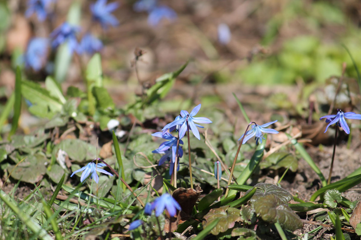 Пролеска сибирская фото 3 класс окружающий мир Пролеска сибирская (Scilla siberica) BOTSAD.BY